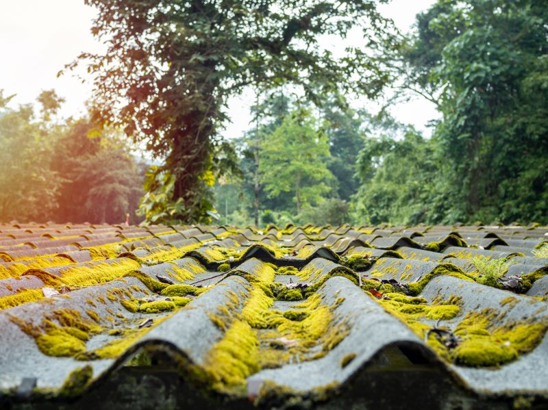 Cedar Roof Moss Removal