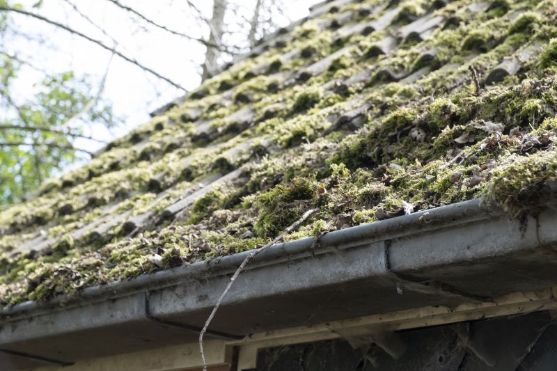 Cedar Roof Moss Removal