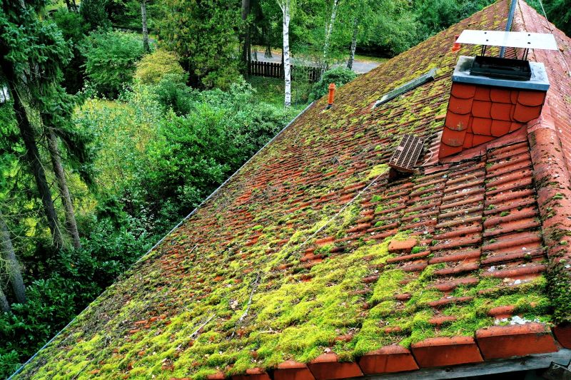 Cedar Roof Moss Removal