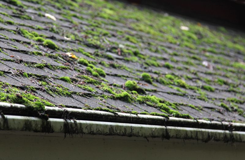 Cedar Roof Moss Removal in Summer