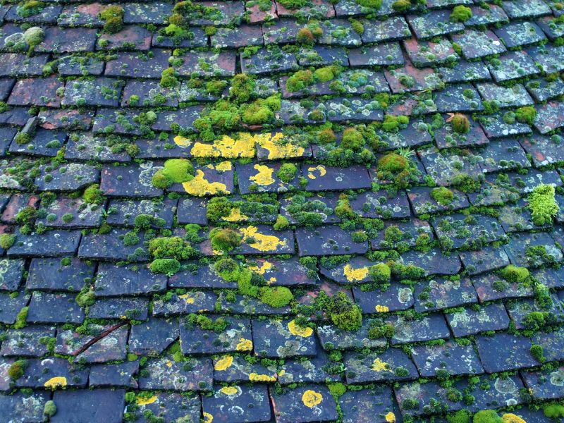 Cedar Roof Moss Growth